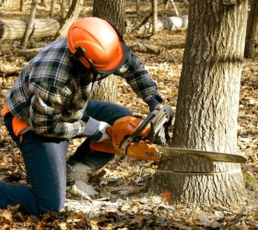 Tree Removal in Fairview, WV